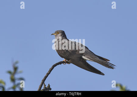 Cuculus canorus Common Cuckoo Kuckuck,, Banque D'Images