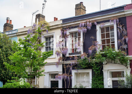 Glycine sur une maison peinte violet dans Portobello Road, Notting Hill, Londres, Angleterre Banque D'Images