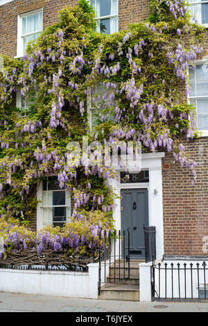 Glycine sur une maison de Portobello Road, Notting Hill, Londres, Angleterre Banque D'Images