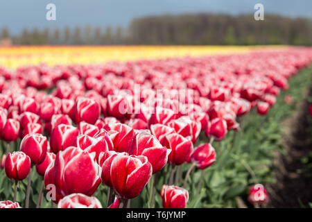 Terres agricoles néerlandais avec champs de tulipes colorées Banque D'Images
