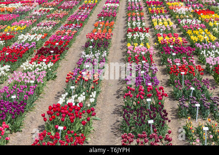 Dutch show jardin avec plusieurs sorte de tulipes colorées. Banque D'Images