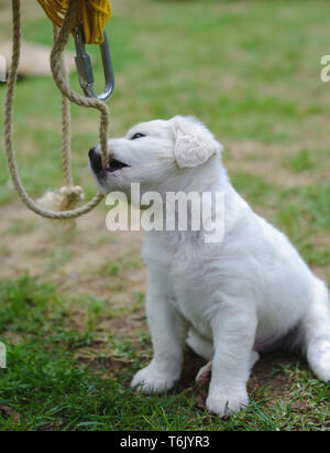 Jeune chien blanc assis dans un parc. Chiot blanc poilu. Banque D'Images