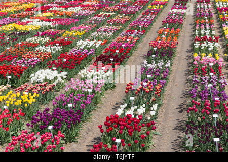 Dutch show jardin avec plusieurs sorte de tulipes colorées. Banque D'Images