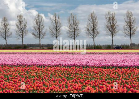 Terres agricoles néerlandais avec country road et champ de tulipes colorées Banque D'Images