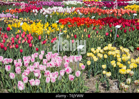 Dutch show jardin avec plusieurs sorte de tulipes colorées. Banque D'Images