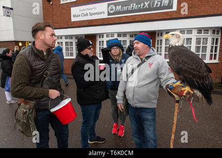 Kayla, l'aigle mascotte du club Crystal Palace. / Kayla, la mascotte de Crystal Palace est un pygargue à tête blanche (Haliaeetus leucocephalus). Banque D'Images