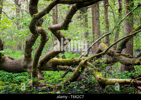 Tombé en décadence et les troncs des arbres avec des fleurs jacinthes dans un environnement boisé Banque D'Images