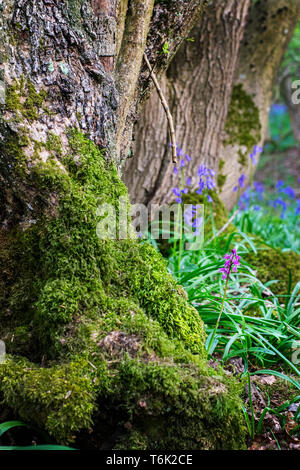 Les troncs des arbres couverts de mousse avec bluebells floraison dans le soleil du printemps Banque D'Images