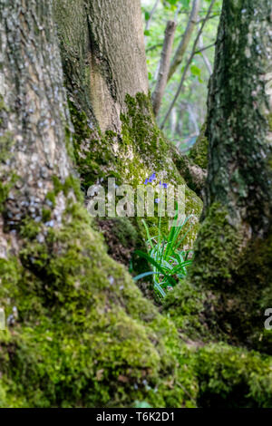 Les troncs des arbres couverts de mousse avec des jacinthes et la floraison des orchidées dans le soleil du printemps Banque D'Images