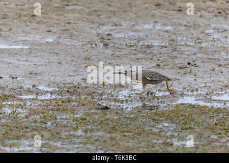 Un héron (aka ou peu de mangrove ou heron héron vert) la chasse dans le sable humide dans les Emirats arabes unis (EAU).. Banque D'Images