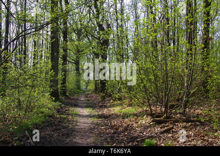 Ruelle de la forêt de Montmorency, près de Paris en France, en Europe Banque D'Images