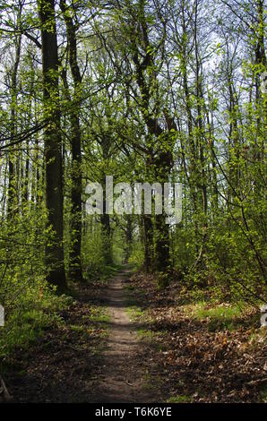 Ruelle de la forêt de Montmorency, près de Paris en France, en Europe Banque D'Images