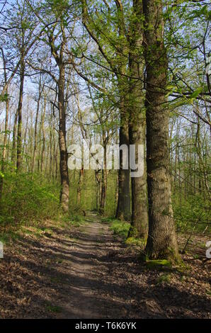 Ruelle de la forêt de Montmorency, près de Paris en France, en Europe Banque D'Images