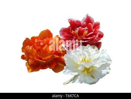 Blanc, orange et rouge pivoine en fleurs tulipes isolé sur fond blanc Banque D'Images