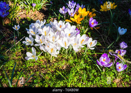 Blooming crocus mixtes au printemps avec un groupe principal de fleurs blanches et de diverses autres couleurs qui les entourent Banque D'Images