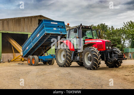 Tracteur Massey Ferguson rouge et bleu de basculement de remorque remorque jusqu'à l'élévateur à grain à grain store pendant la récolte Banque D'Images