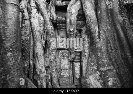 Détail de pierres sculptées et arbre-racine, cour intérieure, Ta Prohm, Angkor, Siem Reap, Cambodge. Version noir et blanc Banque D'Images