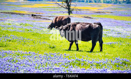 Ciel couvert de prés le lupin (Lupinus nanus) fleurs sauvages, au nord de la réserve écologique de Table, d'Oroville, Californie Banque D'Images