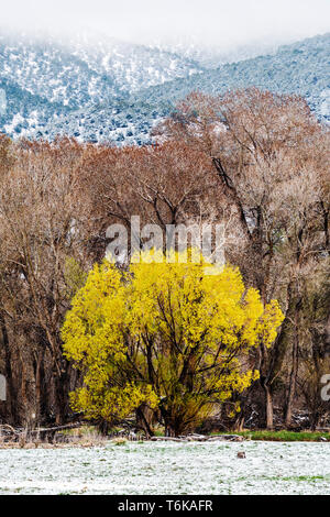 Saule doré avec des feuilles fraîches de printemps en avril tempête : Vandaveer Ranch ; Salida ; Colorado ; USA Banque D'Images