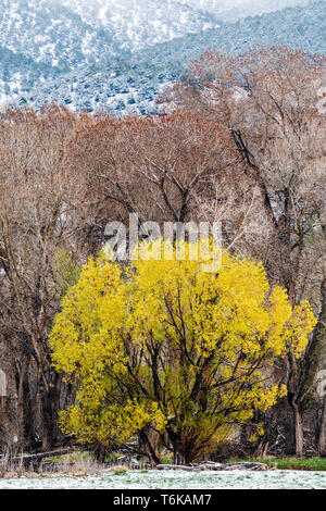 Saule doré avec des feuilles fraîches de printemps en avril tempête : Vandaveer Ranch ; Salida ; Colorado ; USA Banque D'Images