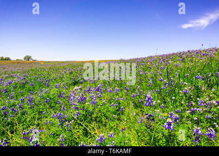 Ciel couvert de prés le lupin (Lupinus nanus) fleurs sauvages, au nord de la réserve écologique de Table, d'Oroville, Californie Banque D'Images