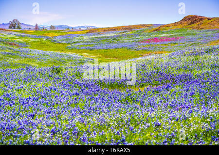 Ciel couvert de prés le lupin (Lupinus nanus) fleurs sauvages, au nord de la réserve écologique de Table, d'Oroville, Californie Banque D'Images