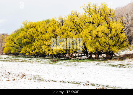 Saule doré avec des feuilles fraîches de printemps en avril tempête : Vandaveer Ranch ; Salida ; Colorado ; USA Banque D'Images