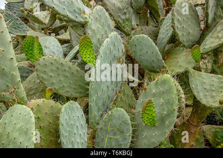 Close up d'un grand Cactus (Opuntia) croissant dans la campagne sauvage de Rabat au Maroc Banque D'Images