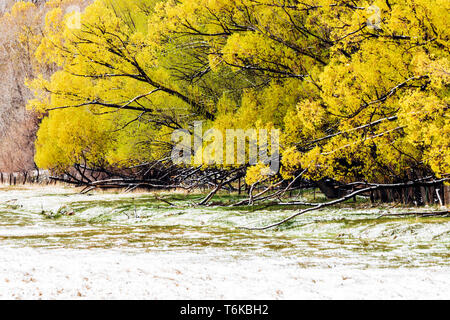 Saule doré avec des feuilles fraîches de printemps en avril tempête : Vandaveer Ranch ; Salida ; Colorado ; USA Banque D'Images