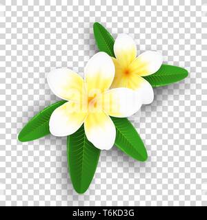 Plumeria flowers isolé sur fond transparent. Fleurs tropicales réaliste. Ensemble de plantes. Collection d'été. Éléments graphiques réalistes pour votre Illustration de Vecteur