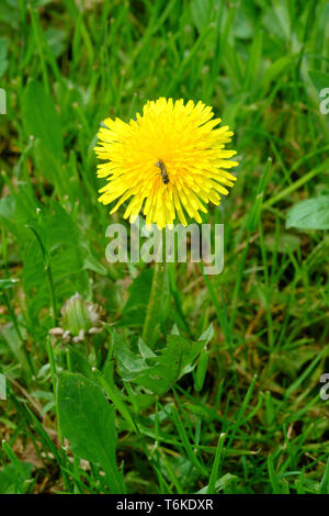 Pissenlit Taraxacum officinale jaune vif poussant dans un jardin rural Hongrie Zala County Banque D'Images