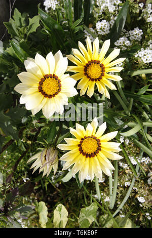 Gazania Daybreak et blanc fleurs Alyssum Banque D'Images