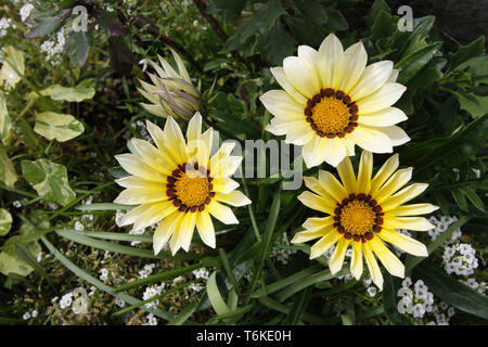 Gazania Daybreak et blanc fleurs Alyssum Banque D'Images