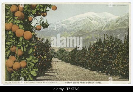 Detroit Publishing Company vintage carte postale représentant un verger orange à la base des pics de montagne enneigée près du potter extérieur de l'Hôtel San Francisco, Californie, Février, 1914. À partir de la Bibliothèque publique de New York. () Banque D'Images