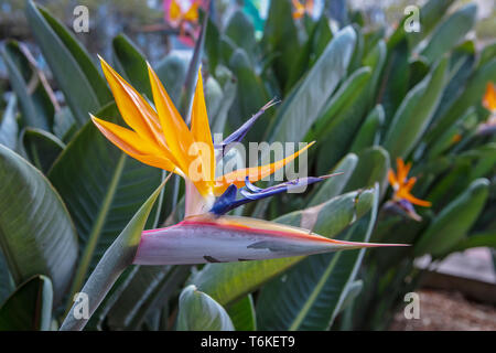 Orange et bleu oiseau de paradis Strelizia fleur dans un jardin. Banque D'Images