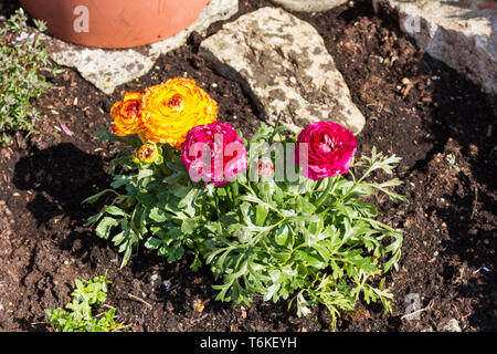 Ranunculus renoncule âcre des fleurs dans un parterre de fleurs, printemps, England, UK Banque D'Images