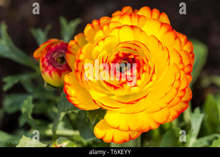 Buttercup Ranunculus fleurs, printemps, Angleterre, Royaume-Uni Banque D'Images