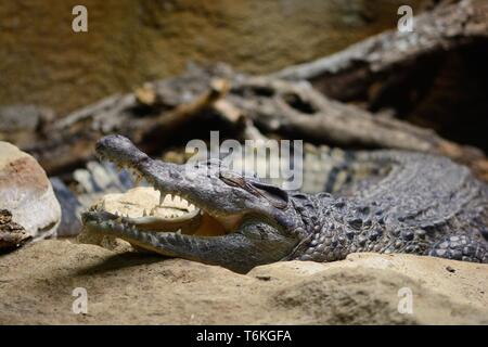 Portrait d'un crocodile (Crocodylus midorensis des Philippines) Banque D'Images