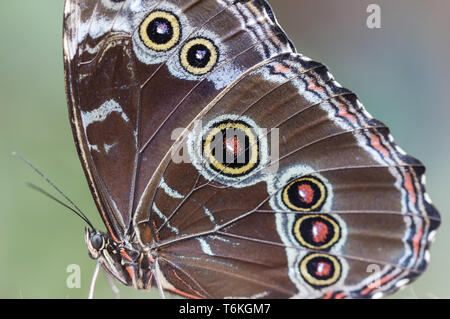 Morpho bleu, Morpho granadensis assis sur une feuille. Banque D'Images