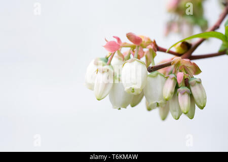 Vaccinium corymbosum. Fleurs de bleuet contre un mur blanc. Banque D'Images