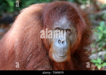 Borneo-Orang-outans (Pongo pygmaeus) - Semenggoh Bornéo Malaisie Asie Banque D'Images