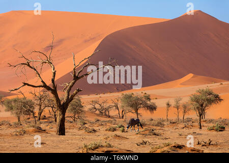 Dead Vlei paysage de Sossusvlei, Namibie, Afrique du Sud Banque D'Images