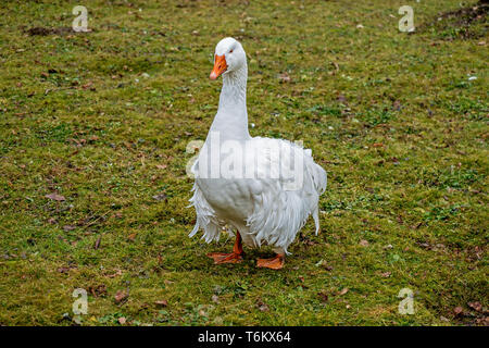 Beau blanc avec des plumes d'oie bouclés en Allemagne appelé Ungarische Lockengans Banque D'Images