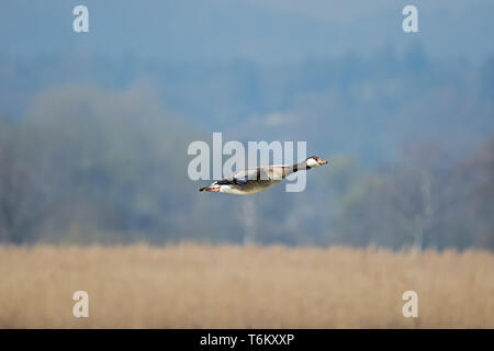 White-cheeked goose en vol, isolé contre l'arrière-plan flou, la Bavière, l'Allemagne, l'Ammersee Banque D'Images