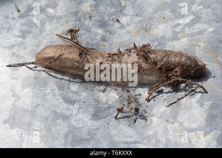 Fox Moth (Macrothylacia rubi) cocoon, faits de soie qui l'espèce de chenille ou larve tourne autour de lui-même puis se nymphose à l'intérieur. La métamorphose. Banque D'Images