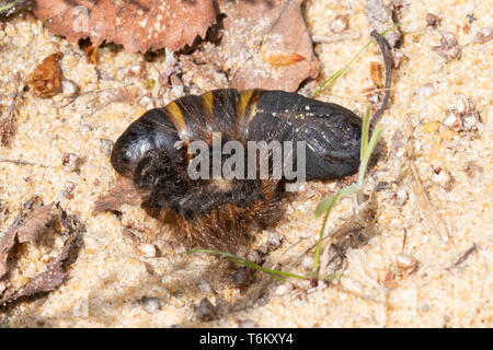 Fox Moth chrysalide (Macrothylacia rubi) et jeter la peau mue larvaire (caterpillar) mue ou lors d'une lande de Surrey, UK site. La métamorphose, le développement. Banque D'Images