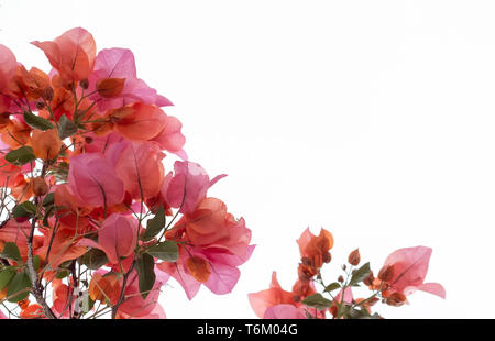 Bougainvillée rouge rose sur un fond de ciel blanc Banque D'Images