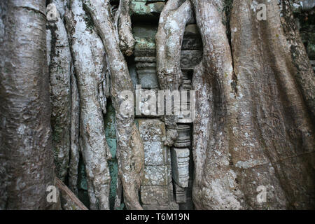 Détail de pierres sculptées et arbre-racine, cour intérieure, Ta Prohm, Angkor, Siem Reap, Cambodge Banque D'Images