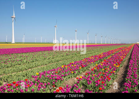 Terres agricoles néerlandais avec champ de tulipes violet et de grandes éoliennes Banque D'Images