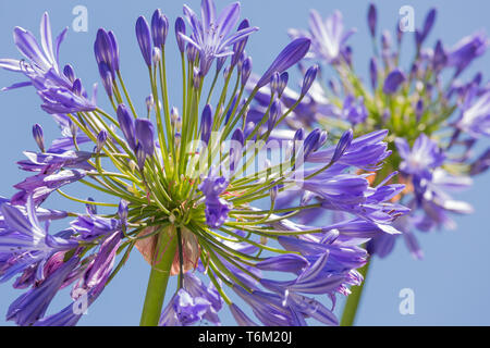 Macro-vision d'agapanthus purple against a blue sky Banque D'Images